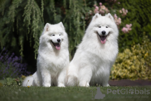Photo №2 to announcement № 60185 for the sale of samoyed dog - buy in Hungary breeder