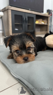 Photo №3. Adorable puppy for adoption and re homing. United States