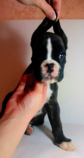 Photo №2 to announcement № 2413 for the sale of boxer - buy in Belarus from nursery, breeder