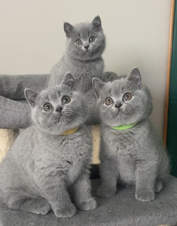 Photo №1. scottish fold - for sale in the city of Munich | negotiated | Announcement № 164189