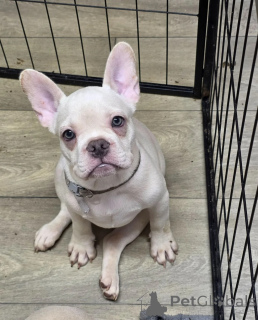Photo №1. french bulldog - for sale in the city of Florence | 413$ | Announcement № 171728