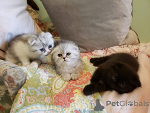 Photo №2 to announcement № 161688 for the sale of  - buy in Belgium 