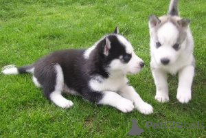 Photo №1. siberian husky - for sale in the city of Balta | 516$ | Announcement № 172676
