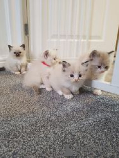 Photo №2 to announcement № 163704 for the sale of ragdoll - buy in Germany 