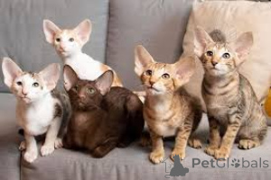 Photo №1. oriental shorthair - for sale in the city of Espoo | 516$ | Announcement № 166949