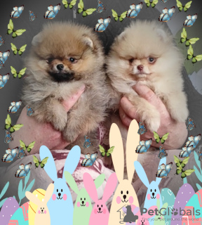 Additional photos: Pomeranian Spitz, puppies. Mini bears