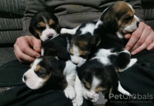 Photo №1. beagle - for sale in the city of Брайт | 423$ | Announcement № 86078