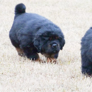 Photo №1. tibetan mastiff - for sale in the city of Москва | 2048$ | Announcement № 5980