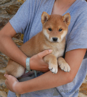 Photo №2 to announcement № 173717 for the sale of shiba inu - buy in Belgium 