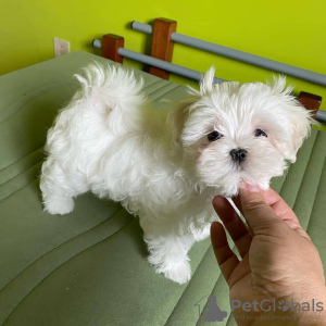 Photo №3. Maltese puppy. United States