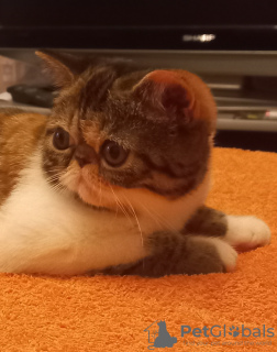Photo №4. I will sell exotic shorthair in the city of Москва. private announcement - price - 1$