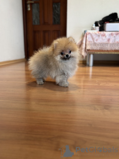 Photo №4. I will sell pomeranian in the city of Москва. private announcement, from nursery, breeder - price - 406$