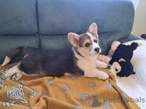 Photo №1. welsh corgi - for sale in the city of Subotica | 774$ | Announcement № 160995