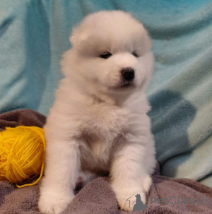 Photo №3. Samojedin pennut. Finland