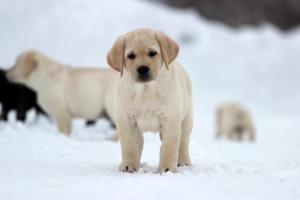 Photo №3. Brown and Fawn Male Labrador Retriever. Russian Federation
