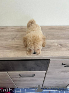 Photo №2 to announcement № 166826 for the sale of non-pedigree dogs - buy in Belarus breeder