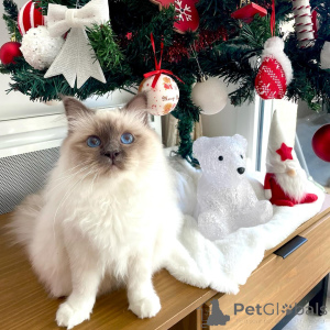 Photo №2 to announcement № 164593 for the sale of birman - buy in Finland breeder