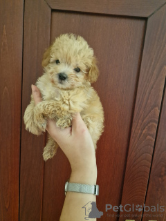 Photo №3. I am selling adorable maltipoo puppies. Serbia