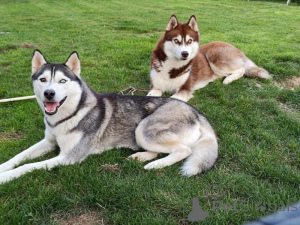 Photo №1. siberian husky - for sale in the city of Marseilles | Is free | Announcement № 162732