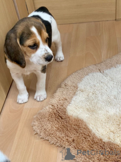 Photo №4. I will sell beagle in the city of ØSLØS. private announcement, breeder - price - 877$