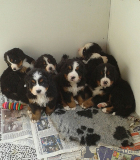 Photo №1. bernese mountain dog - for sale in the city of Böbingen | 424$ | Announcement № 149750