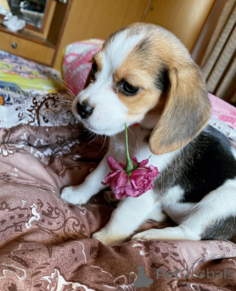 Photo №1.  - for sale in the city of Toronto | 600$ | Announcement № 164608