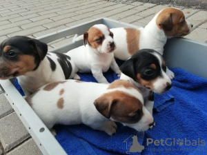 Photo №1. jack russell terrier - for sale in the city of Goslar | Is free | Announcement № 130316