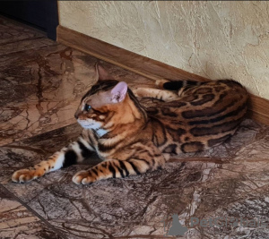 Photo №2 to announcement № 10036 for the sale of bengal cat - buy in Russian Federation from nursery