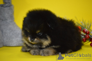 Photo №3. Pomeranian puppies. Russian Federation