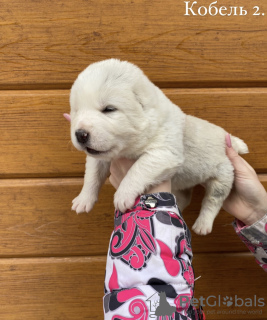 Additional photos: Central asian shepherd puppies for sale