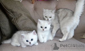 Photo №1. british shorthair - for sale in the city of Berlin | 370$ | Announcement № 123358