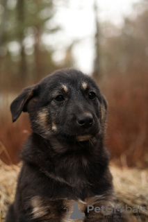 Photo №3. Lyon gentleman with a lion's heart is looking for his home!. Russian Federation