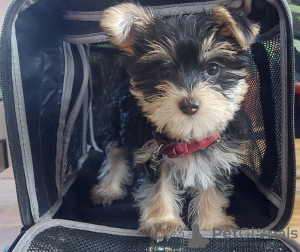 Photo №3. Yorkshire terrier. United States