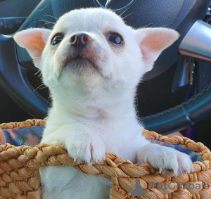 Photo №3. Adorable Chihuahua Puppies for free adoption. Germany