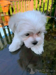 Photo №1. maltese dog - for sale in the city of Iowa City | 400$ | Announcement № 111384