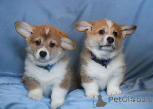 Photo №2 to announcement № 167152 for the sale of welsh corgi - buy in Belarus breeder