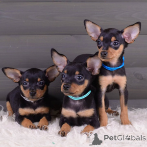 Photo №1. pražský krysařík - for sale in the city of Bad Münsteerefel | negotiated | Announcement № 154708