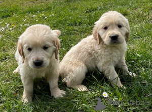 Photo №1. golden retriever - for sale in the city of Мёнхенгладбах | negotiated | Announcement № 41480
