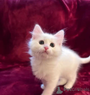 Photo №4. I will sell siberian cat in the city of Überlingen. private announcement - price - 599$