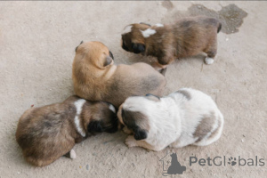 Photo №4. I will sell  in the city of Glasgow. breeder - price - 612$