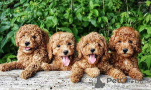 Photo №1. poodle (toy) - for sale in the city of Berlin | 370$ | Announcement № 107554