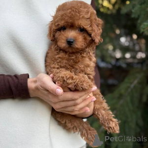 Photo №2 to announcement № 166803 for the sale of pomeranian - buy in Germany private announcement