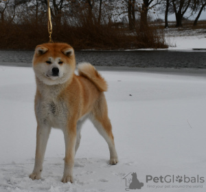 Photo №1. akita - for sale in the city of Cherkassky Bishkin | negotiated | Announcement № 10441