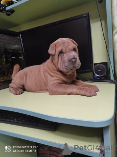 Photo №4. I will sell shar pei in the city of Kremenchug. private announcement - price - 183$