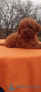 Photo №1. poodle (toy) - for sale in the city of Ужгород | 1700$ | Announcement № 126675