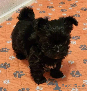 Photo №3. Teacup puppy for rehoming. United States