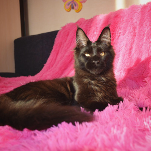 Photo №2 to announcement № 3472 for the sale of maine coon - buy in Russian Federation from nursery