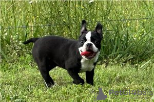 Photo №1. boston terrier - for sale in the city of Munich | negotiated | Announcement № 104852