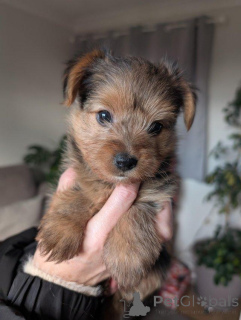 Photo №3. Yorkshire terrier puppies for sale. Cyprus