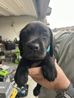 Photo №1. labrador retriever - for sale in the city of Differdange | negotiated | Announcement № 165850